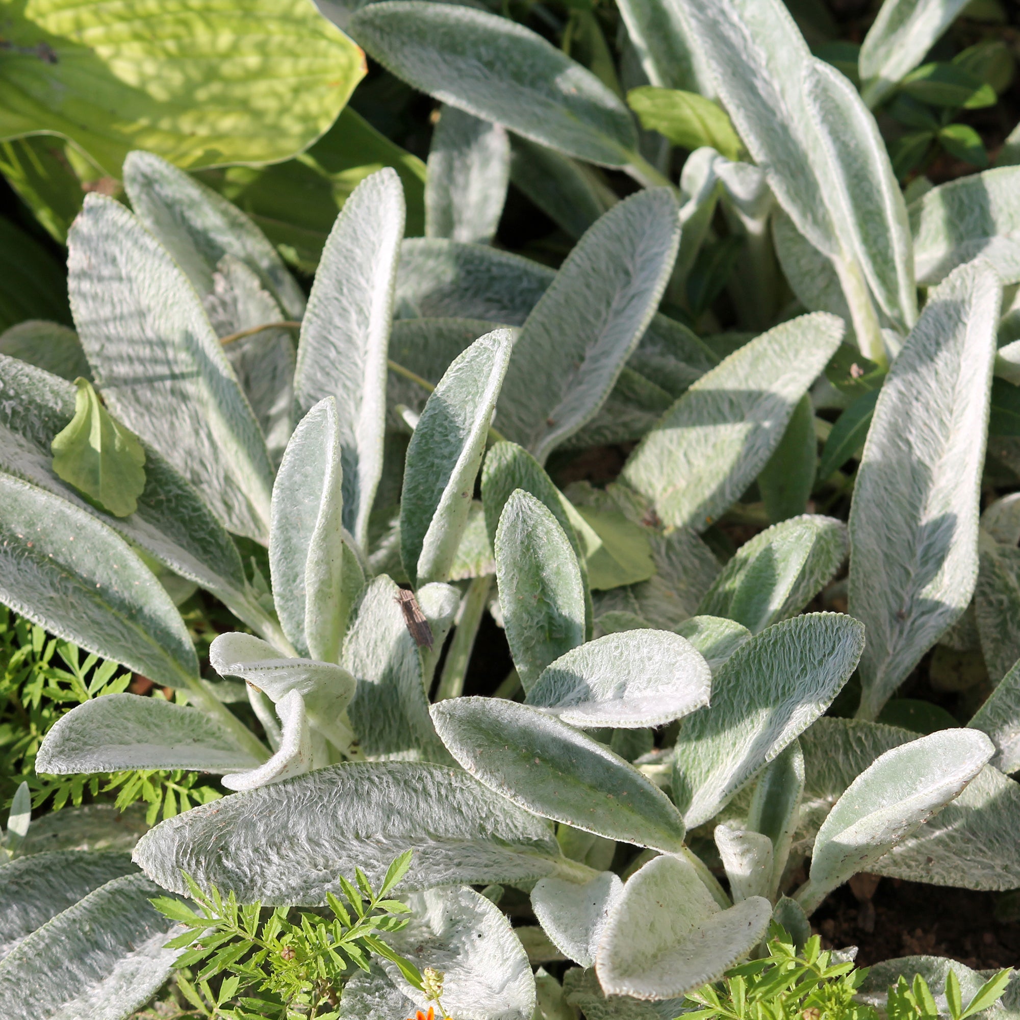 Bakker Plantes vivaces Oreille de Lapin stachys pot 9cm argenté