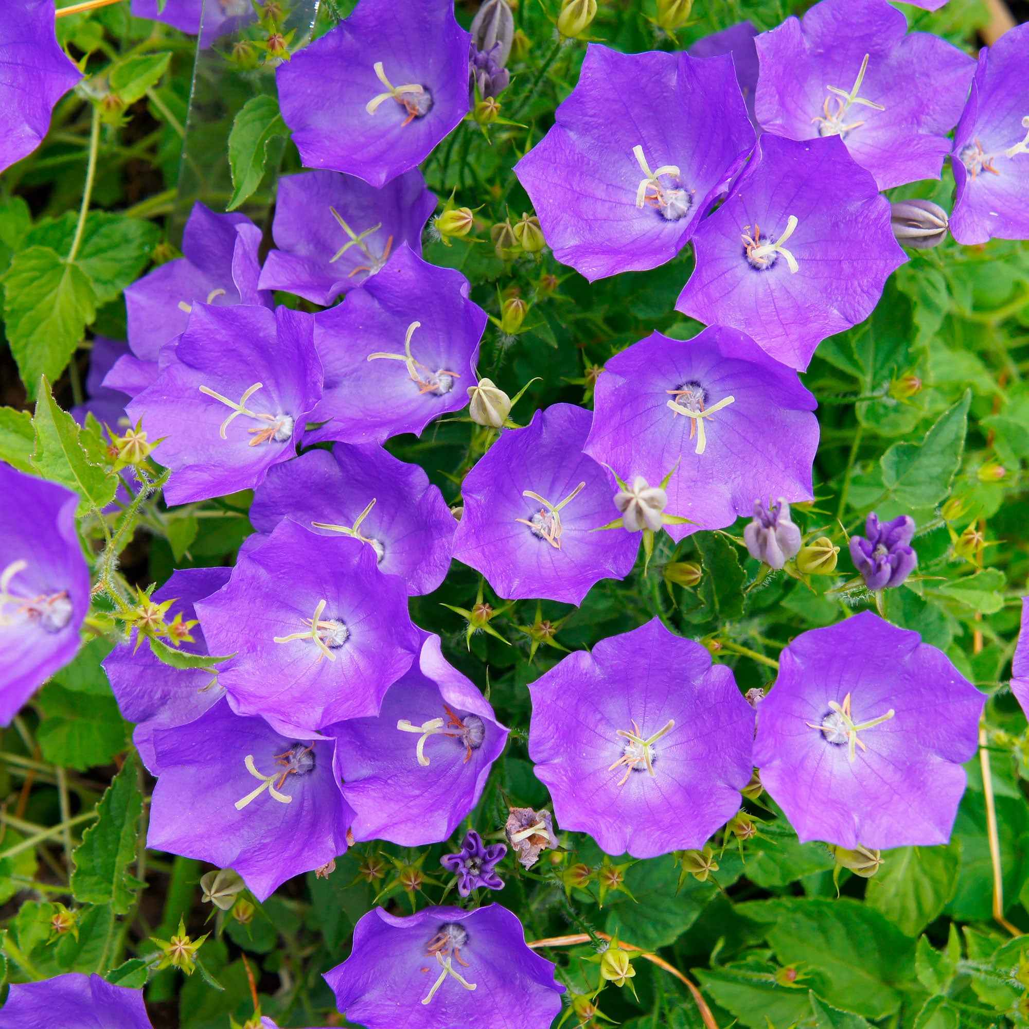 Bakker Vivaces Campanule des Carpates plante pot 9cm violette
