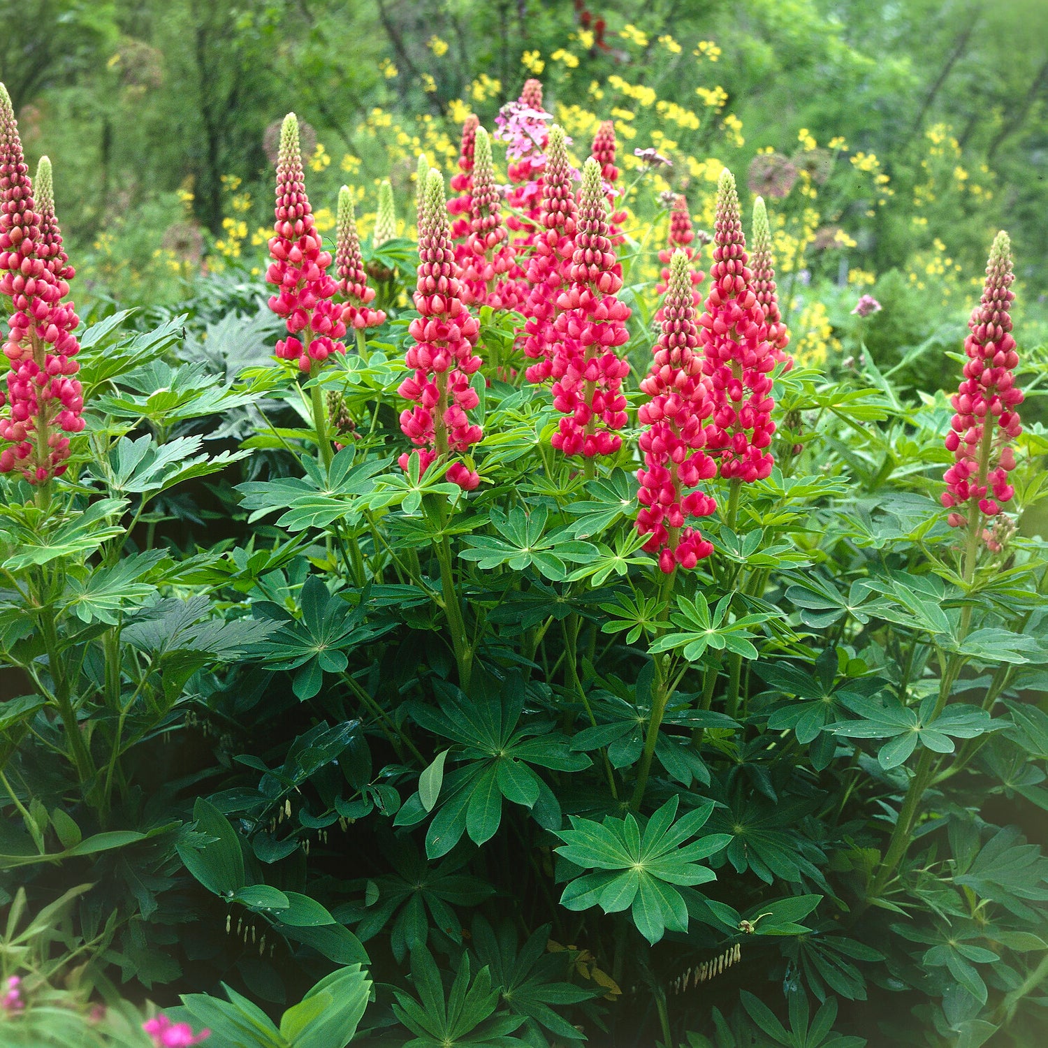 Bakker Lupin The Pages vivace pot Ø9cm fleurs rouges
