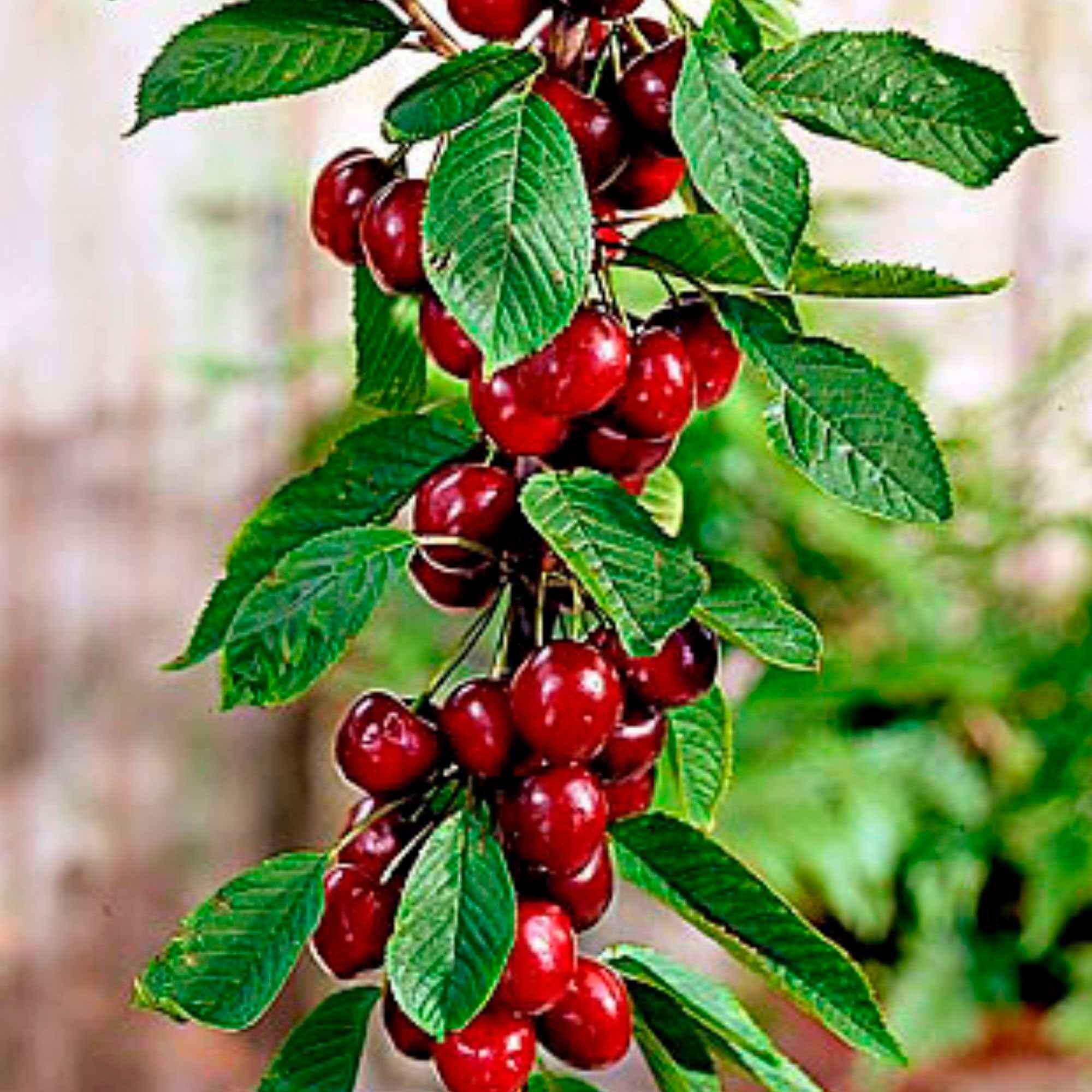 Bakker Sylvia cerisier nain pot 9cm cerises sucrées
