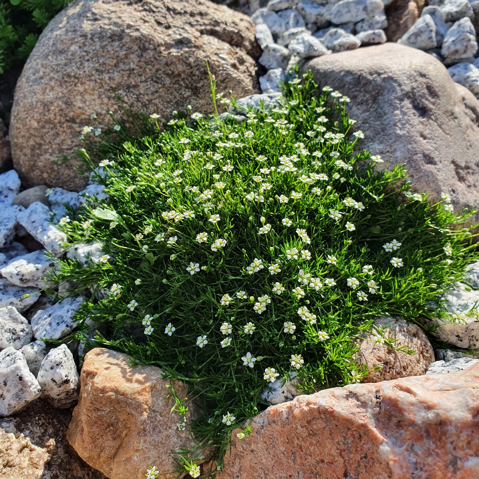 Bakker Sagine subulée couvre-sol pot Ø 9cm fleurs blanches