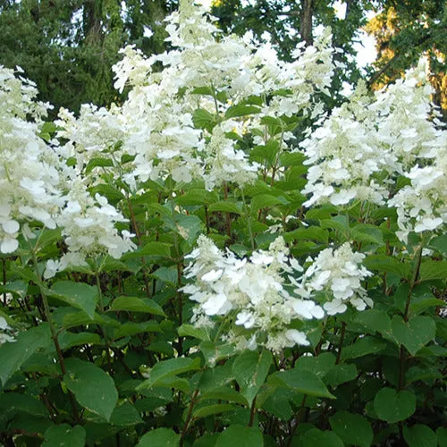 Bakker White Lady hortensia paniculé blanc pot 3L