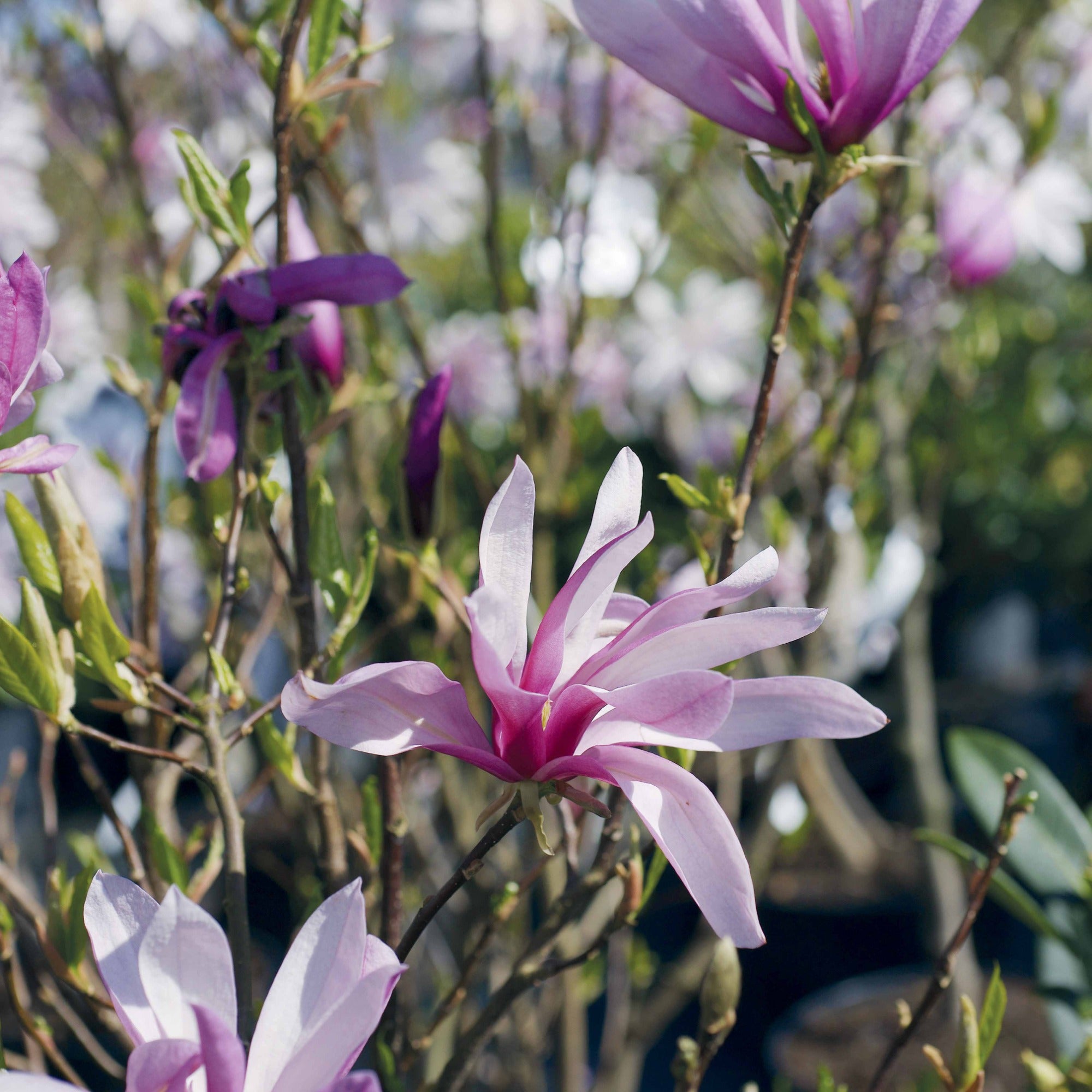 Bakker Magnolia de Soulange arbuste pot 3L 60-80cm rose
