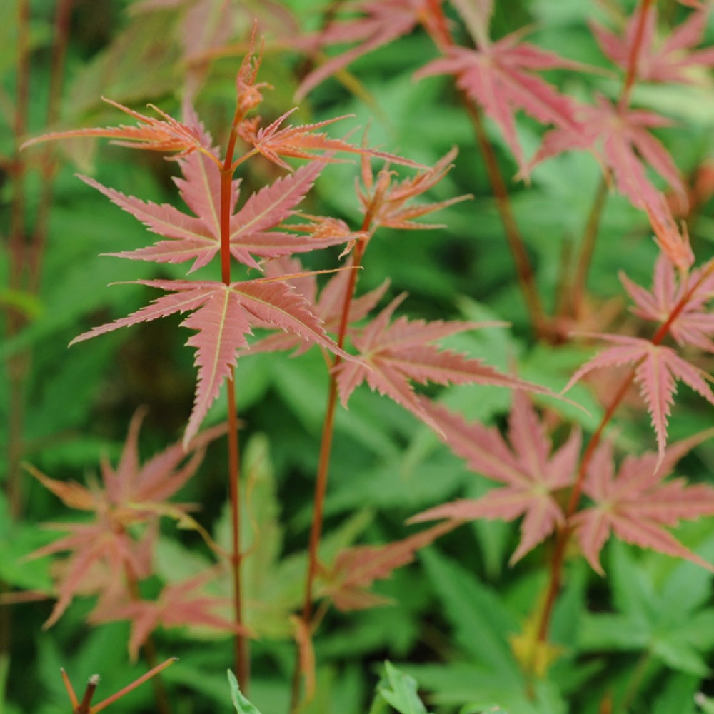 Bakker Érable du Japon Phoenix plante pot 3L 40-50cm