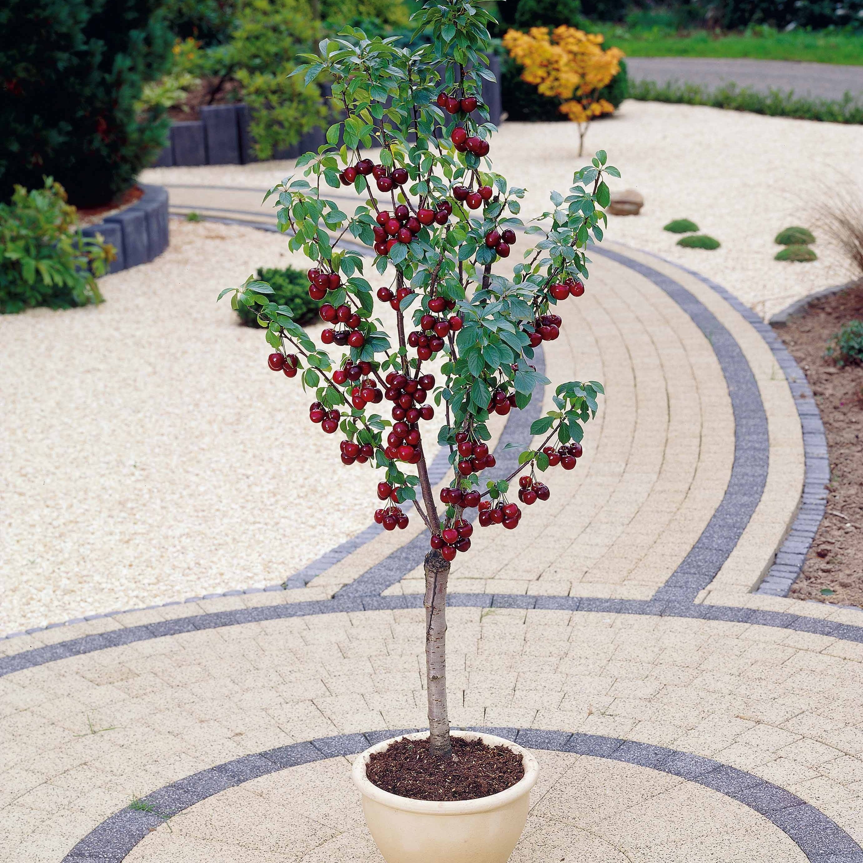 Bakker Spur Van mini-cerisier motte 40-50cm rouge
