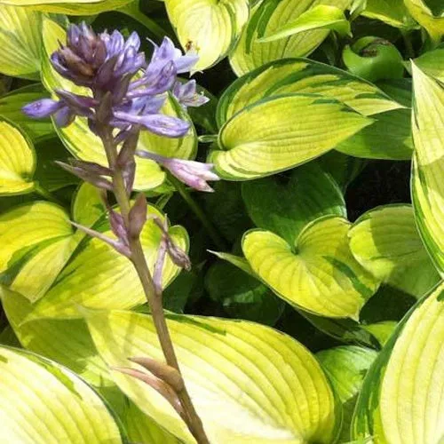 Bakker vivace hosta June Fever pot Ø 9 cm feuillage jaune