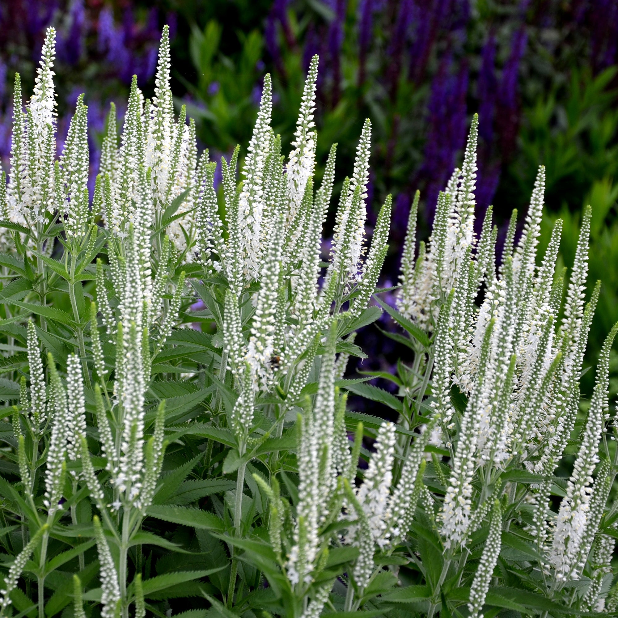 Bakker Véronique en épis blanche vivace pot Ø 9cm été