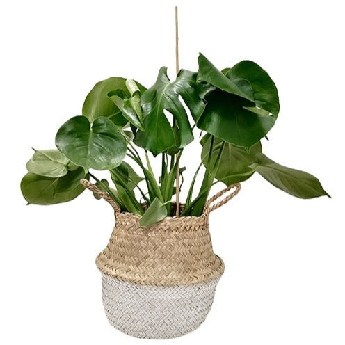 Bakker Belly Basket blanc cache-pot osier la pièce