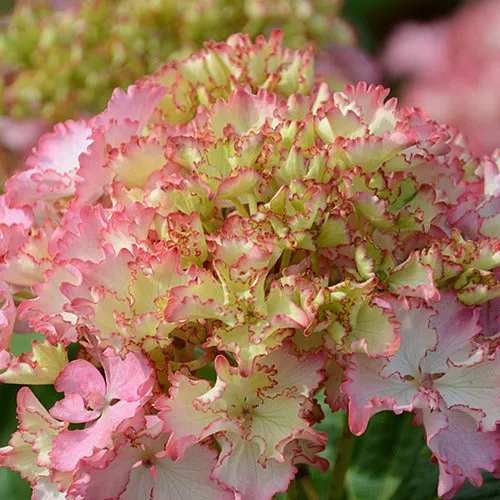 Bakker So Long Sunny hortensia pot 3L rose longue floraison
