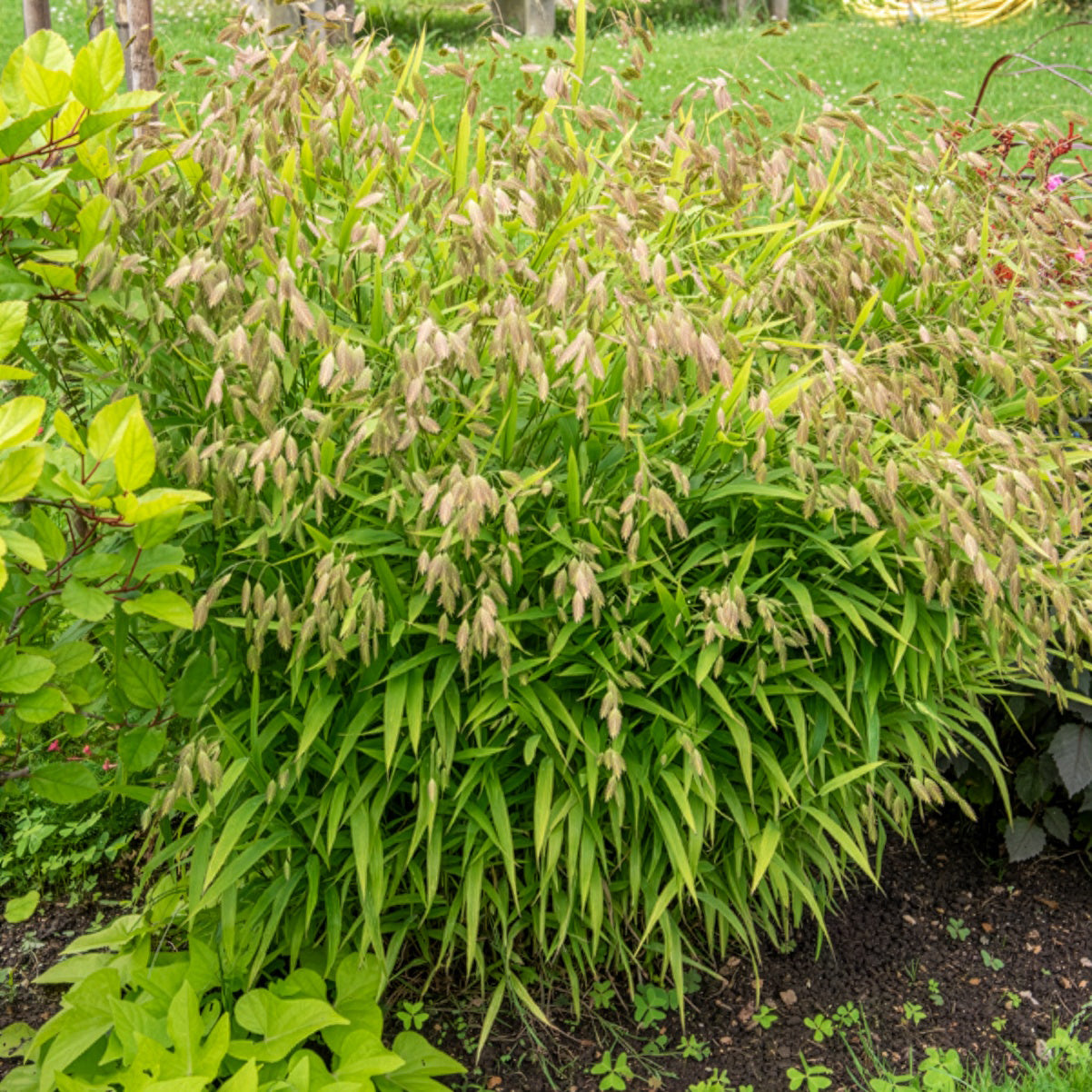 Bakker Chasmanthium latifolium graminée pot Ø9cm mi-ombre