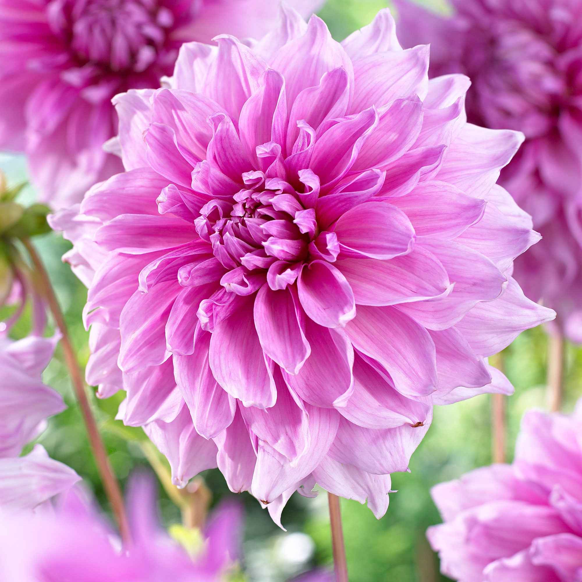 Bakker Dahlia Lavender Perfection bulbe 3 bulbes rose géant