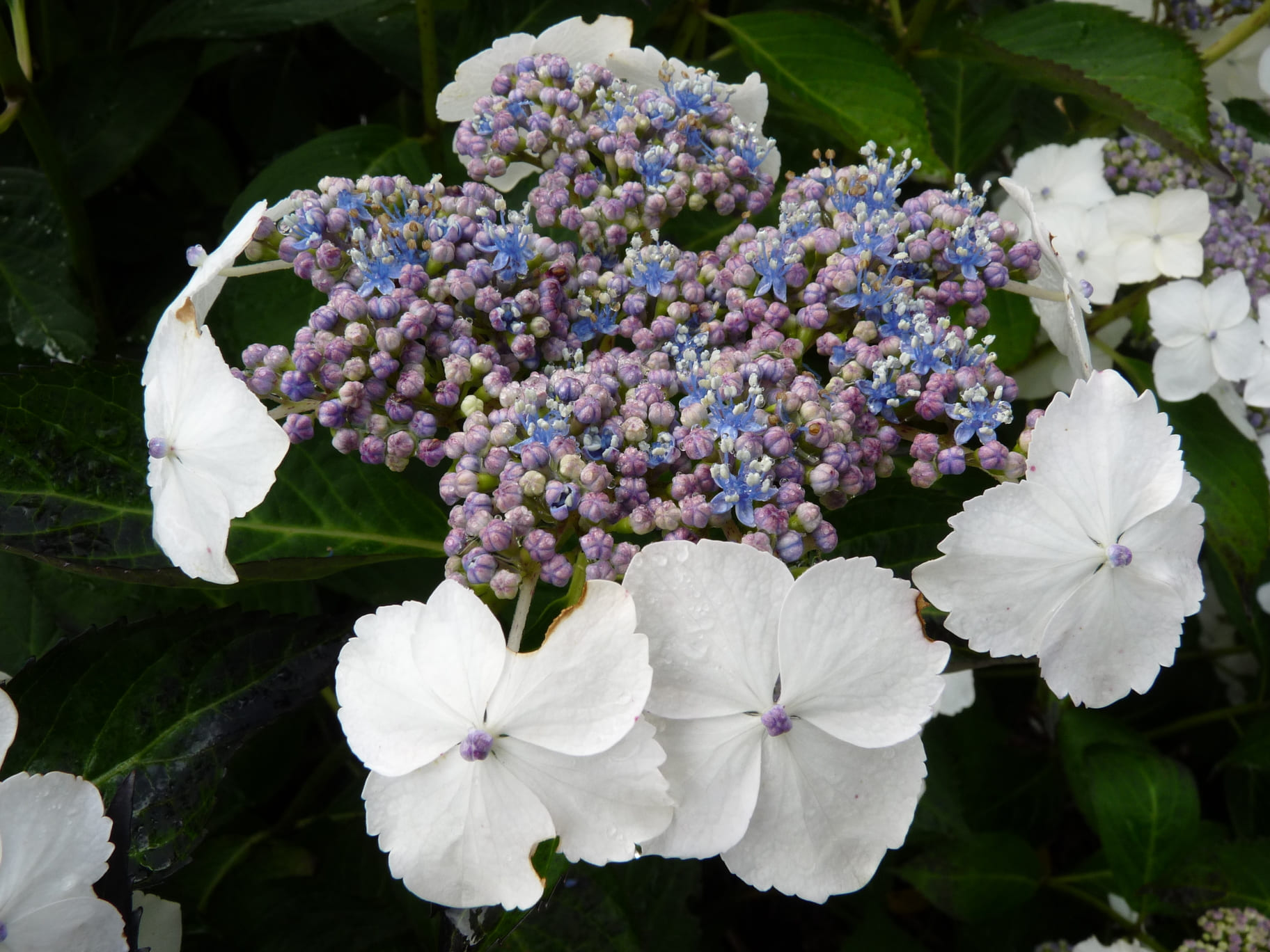 Les Hortensias du Haut Bois Belzonii hortensia serrata godet massif