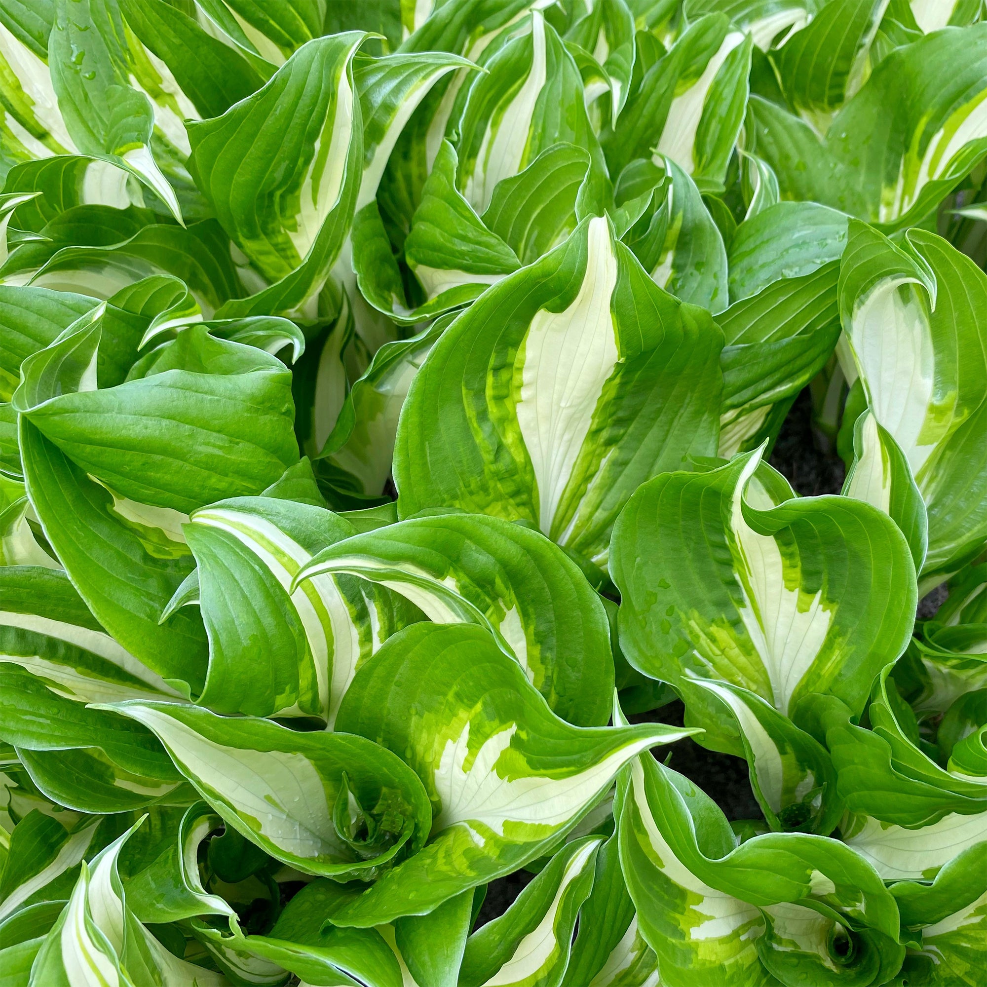 Bakker Plantes vivaces Hosta Mediovariegata vivace ombre 9cm