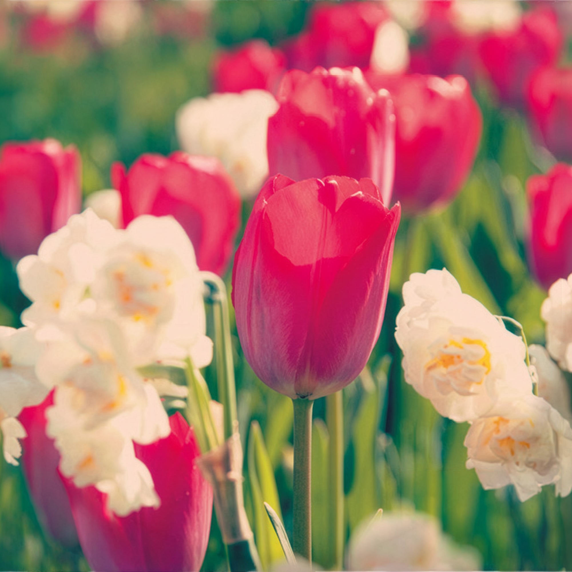 Bakker Van Eijk bulbes tulipe narcisse 10 bulbes rose