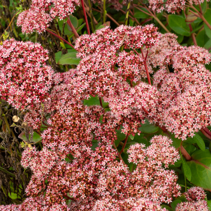 Bakker Matrona sedum vivace pot 9cm rose pourpre