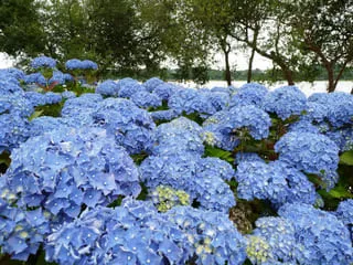 Les Hortensias du Haut Bois La France Hortensia Macrophylla Godet