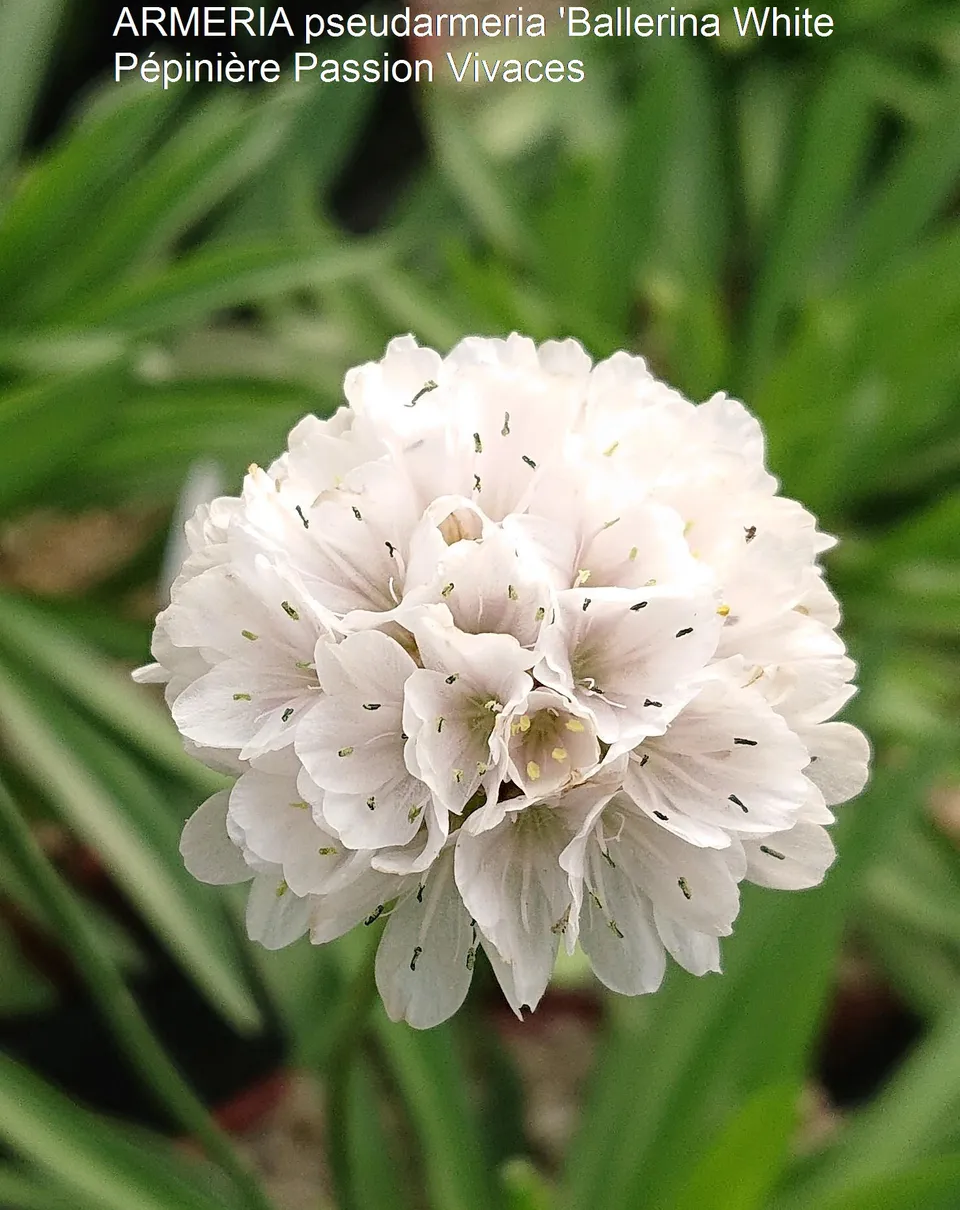 Passion Vivaces Armeria Ballerina White arméria blanc pur pot 1 litre