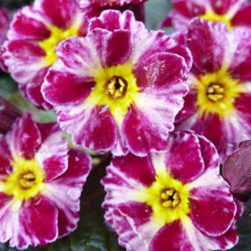 Bakker Primevère Dark Rosaleen vivace pot Ø 9cm pourpre