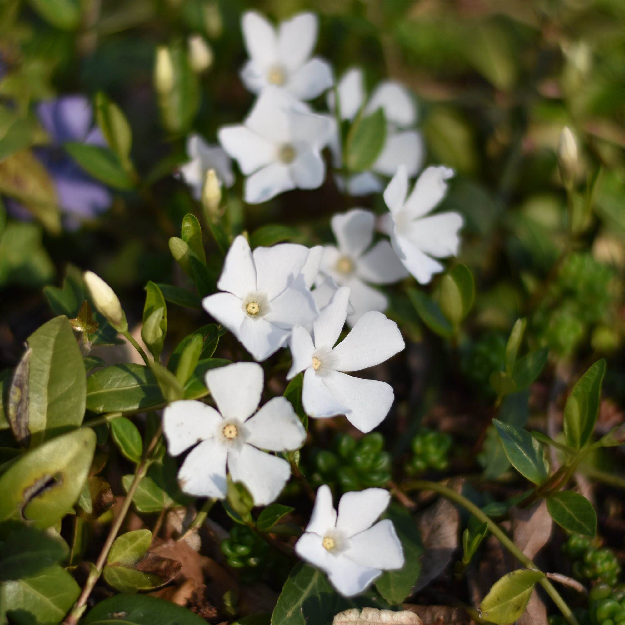 Bakker Plantes vivaces Petite Pervenche blanche couvre-sol pot 9cm