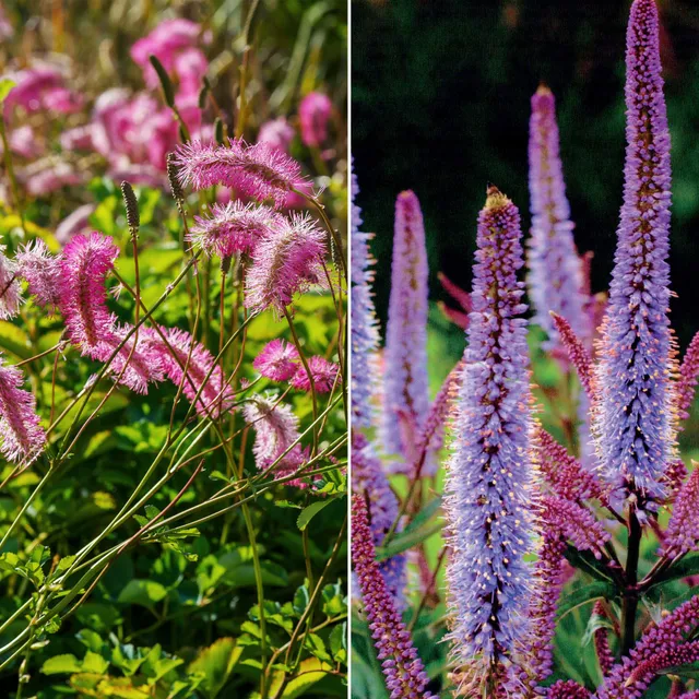 Bakker Collection Pimprenelles Véroniques vivaces 5 plants