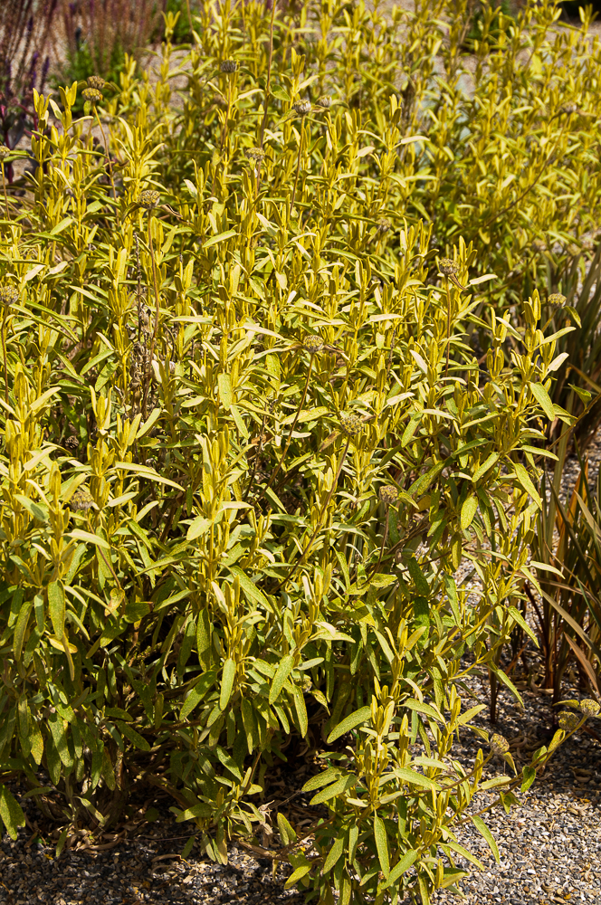 Passion Vivaces Phlomis lycia plante vivace pot 1L jaune