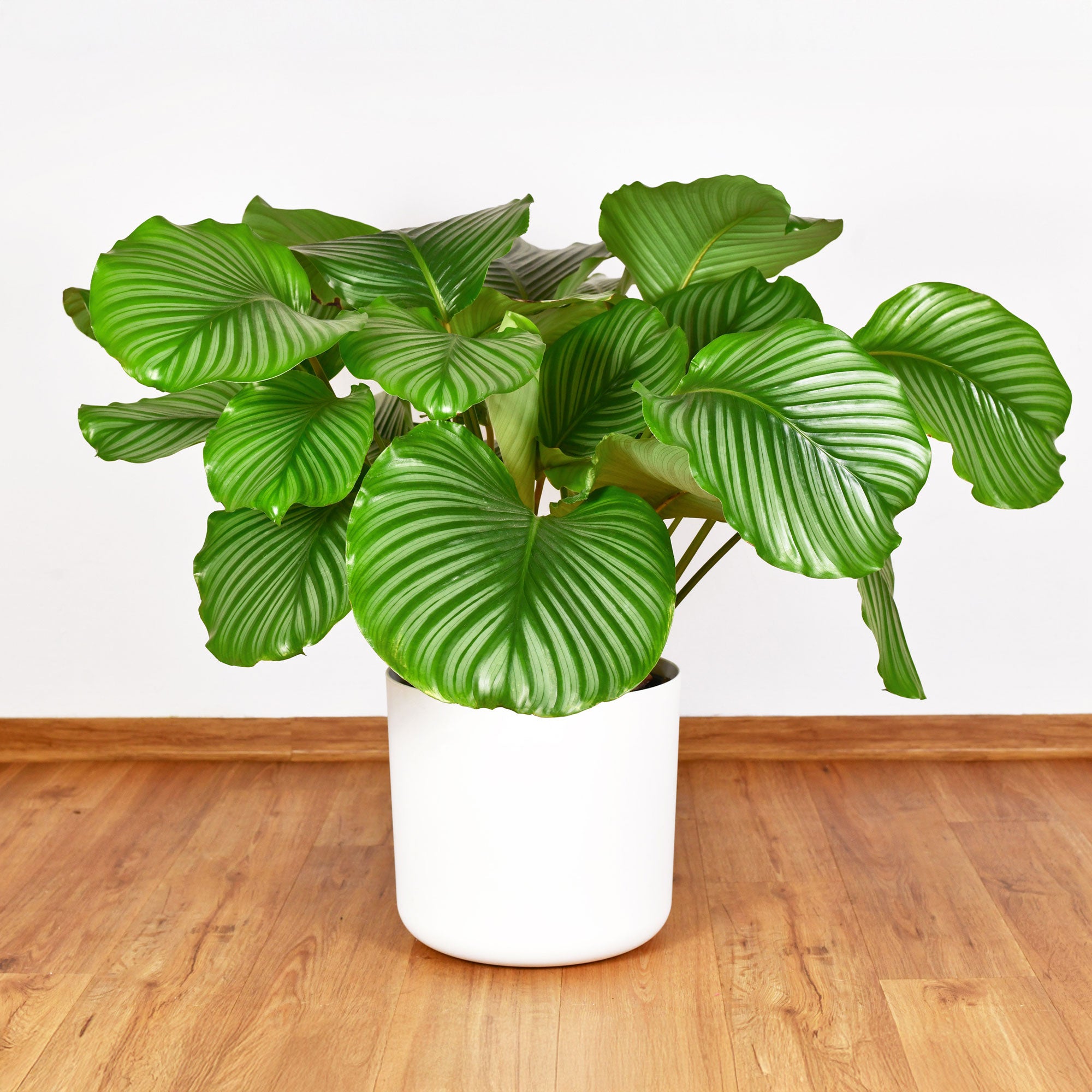 Bakker Calathea orbifolia plante intérieur pot 21cm 50-70cm
