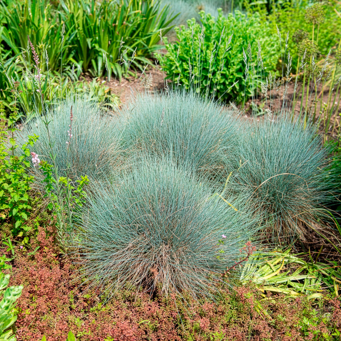 Bakker Plantes Fétuque bleue Elijah Blue graminée pot 9 cm