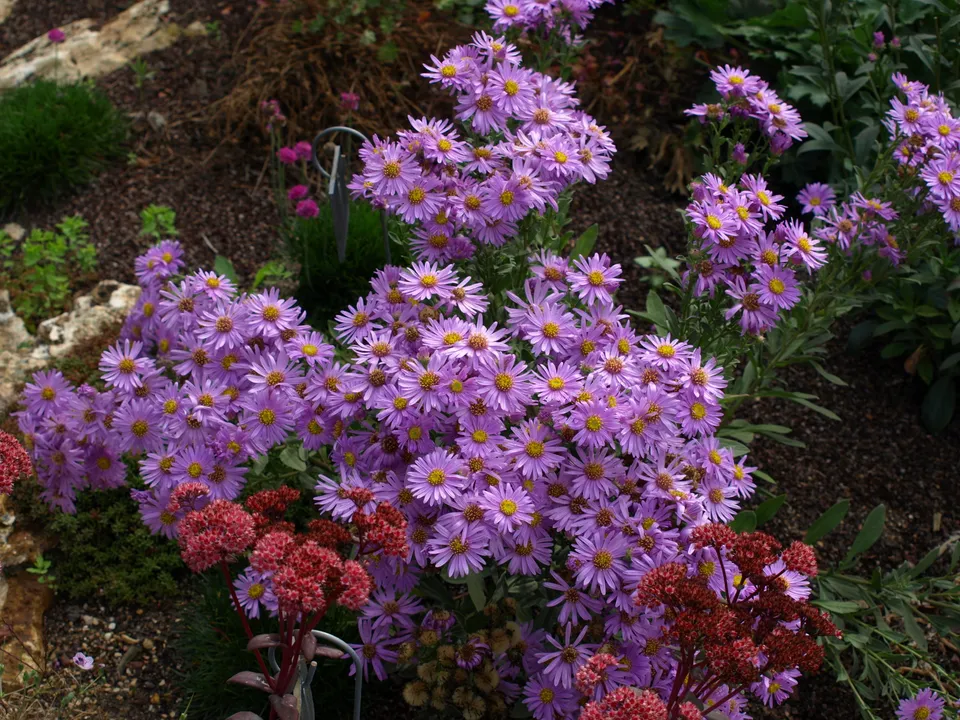 Passion Vivaces Aster amellus Sonia plante vivace godet rose
