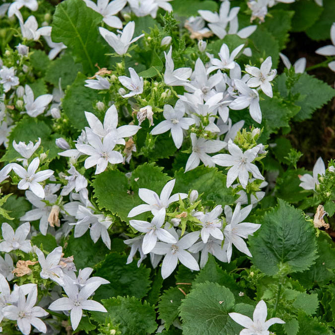 Bakker Campanule E.H. Frost vivace pot Ø9cm fleurs blanches
