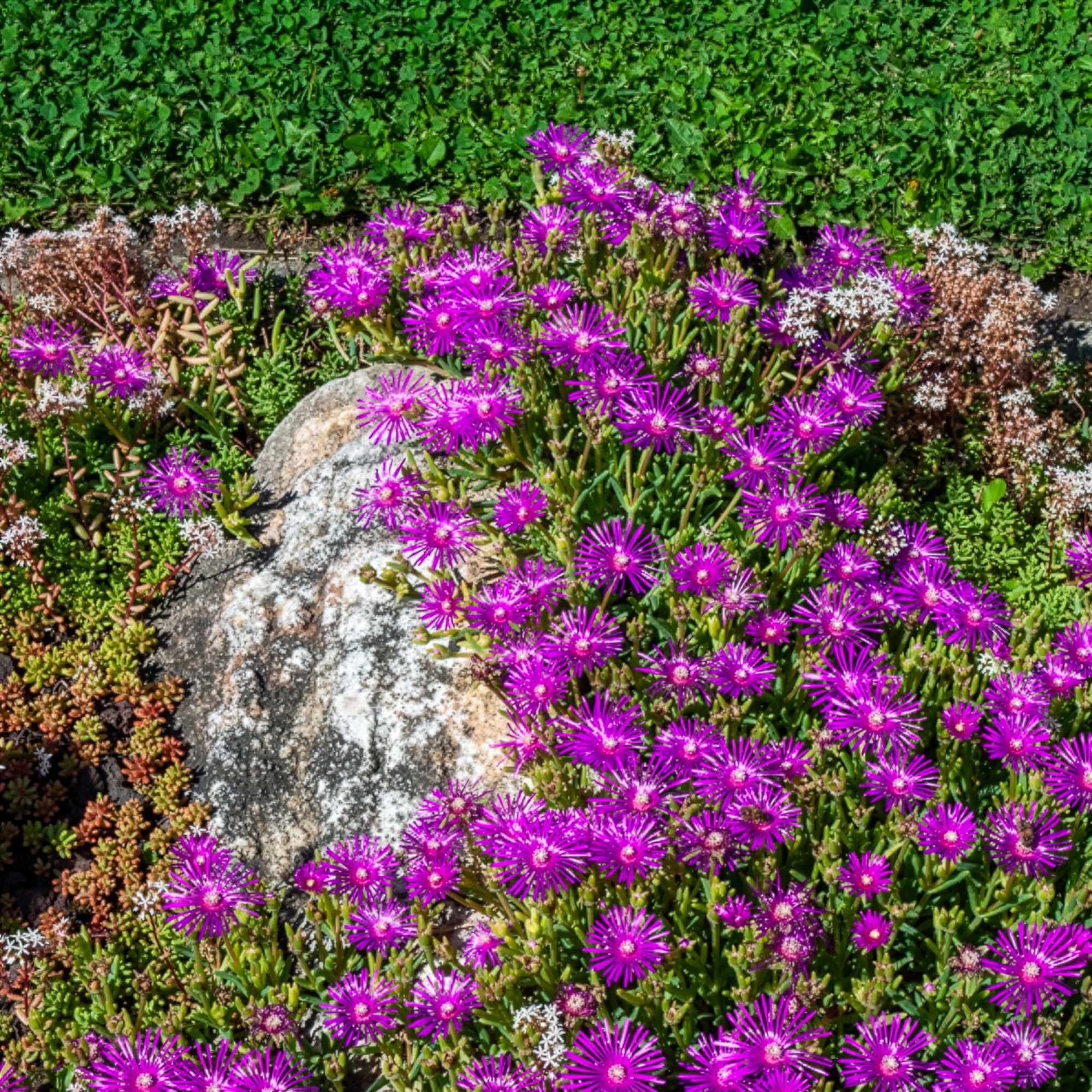 Bakker Delosperma de Cooper vivace fuchsia pot Ø 9cm