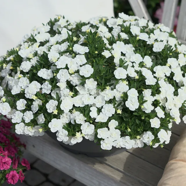 Bakker Mini-pétunia double blanc calibrachoa 3 pots Ø10,5cm
