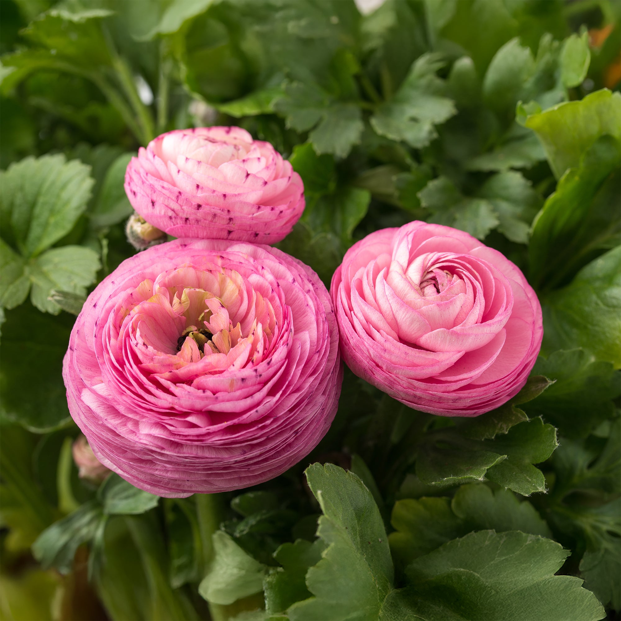 Bakker Renoncules roses Ranunculus Pink bulbes sachet 10 rose