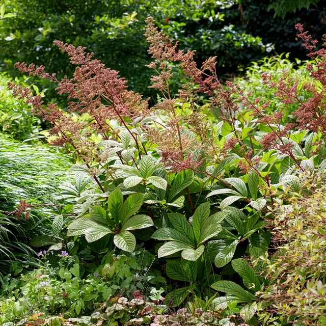 Bakker Rodgersia henrici plante vivace pot 9cm fleur rose