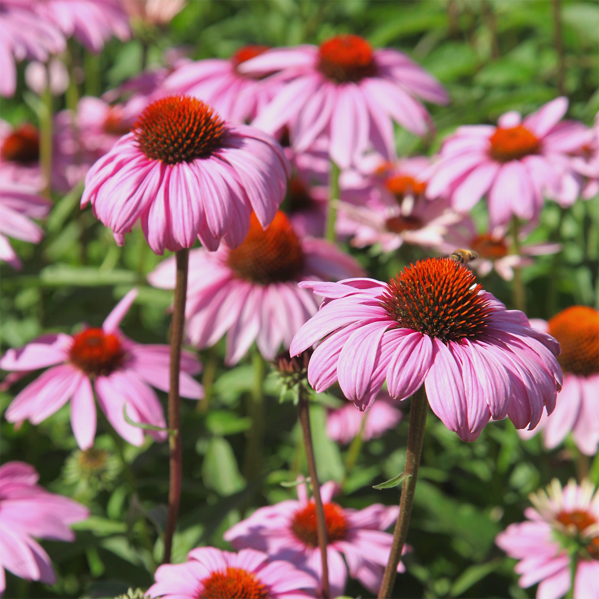 Bakker Echinacea rudbeckia graine sachet 0,3g rose