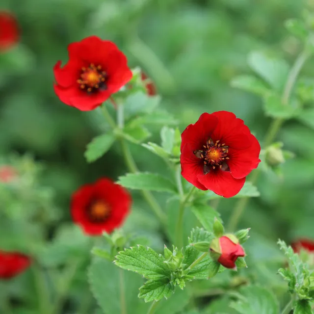 Bakker Potentille sanguine Potentilla vivace pot 8cm rouge