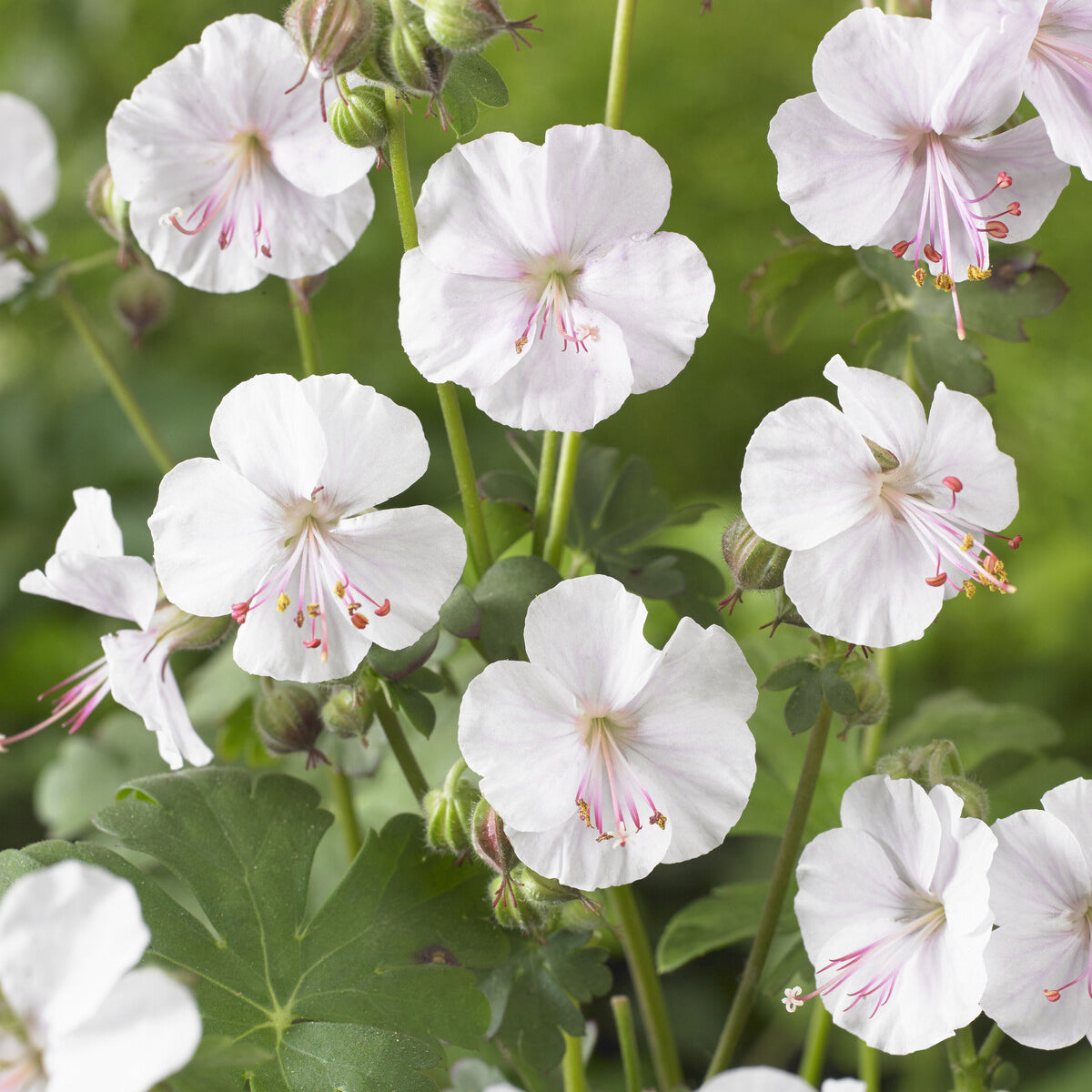 Bakker Géranium Biokovo couvre-sol vivace pot Ø 9cm