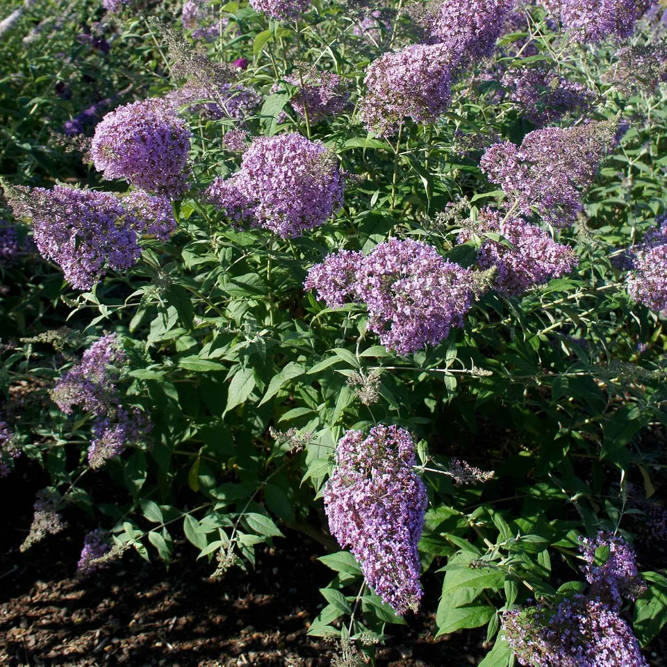 Bakker Gulliver buddleia pot 9cm fleurs violettes papillons