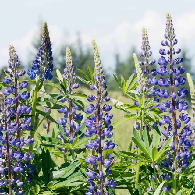Bakker Lupin bleu plante vivace paquet 3 racines nues épi