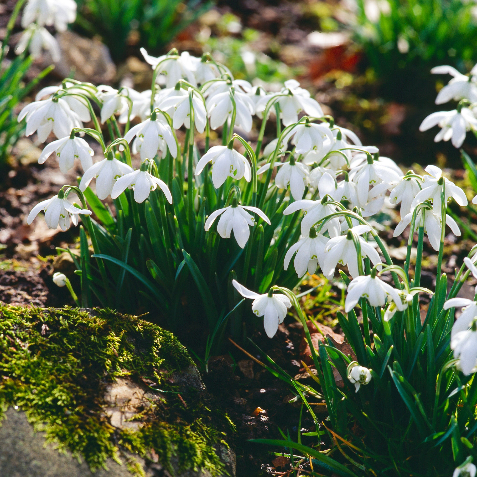 Bakker Bulbes à fleurs 10 Perce-neige double bulbes blanc