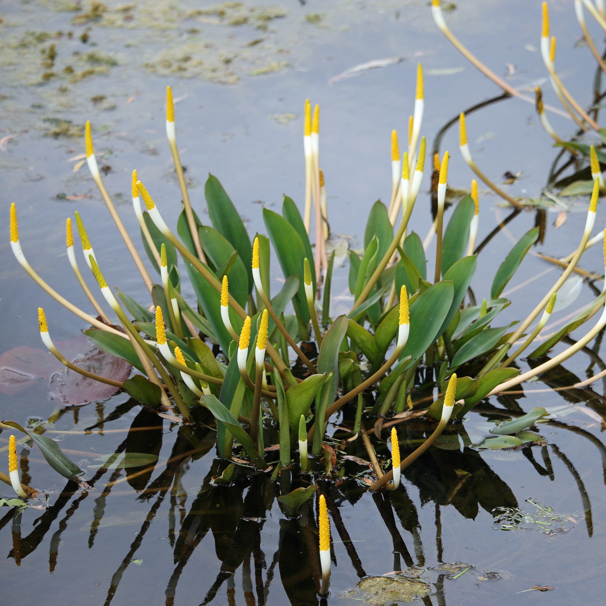 Bakker Plante bougie aquatique pot 9cm fleurs jaunes
