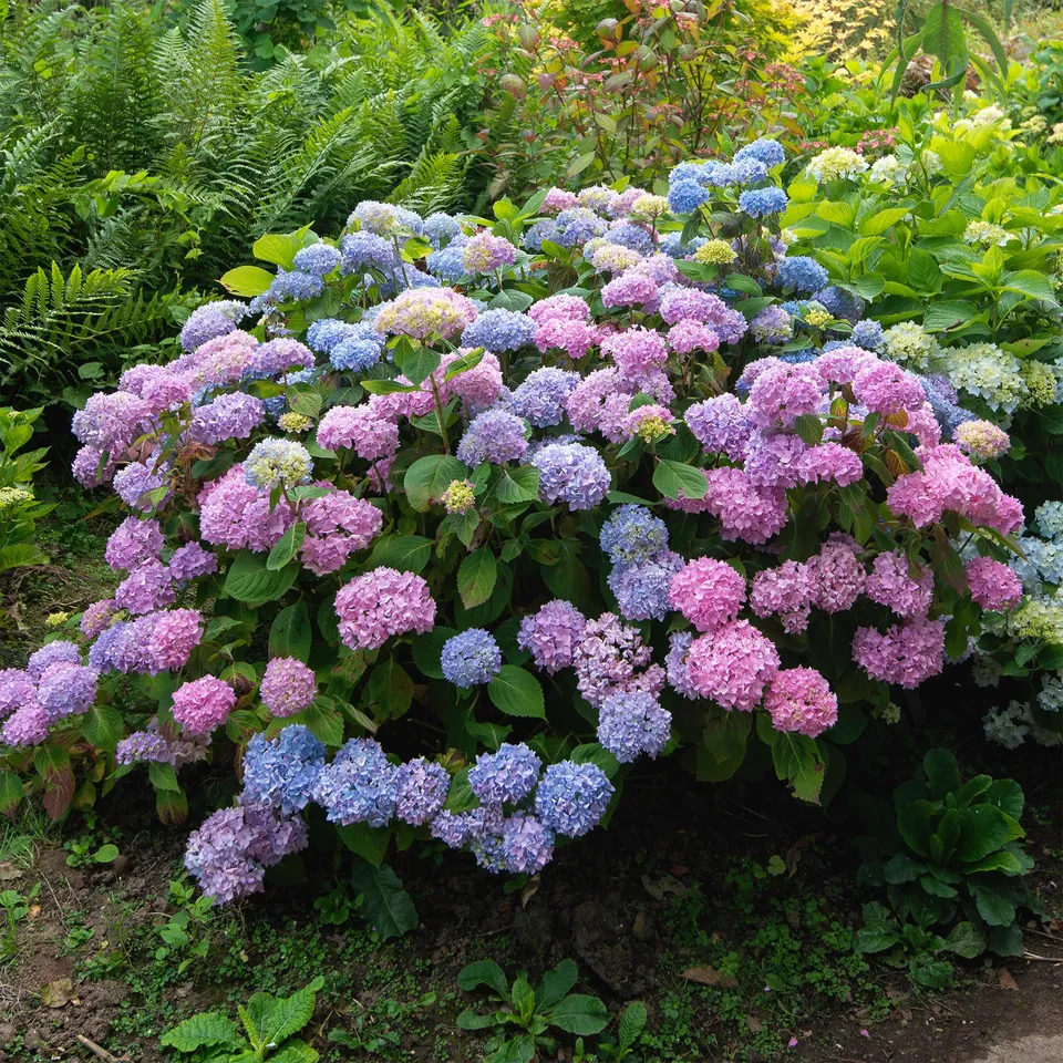 Bakker Hortensia tricolore Hydrangea pot 1,5L rose bleu blanc