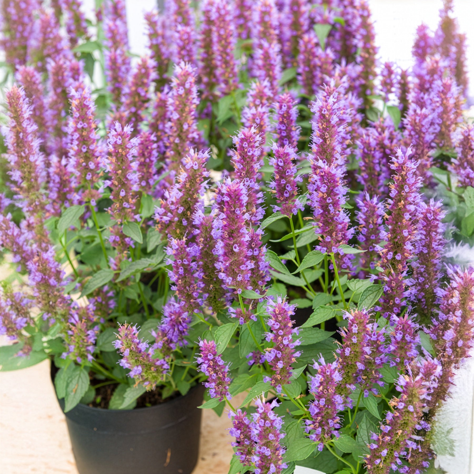 Bakker Agastache Beelicious Purple vivace violet pot 9cm