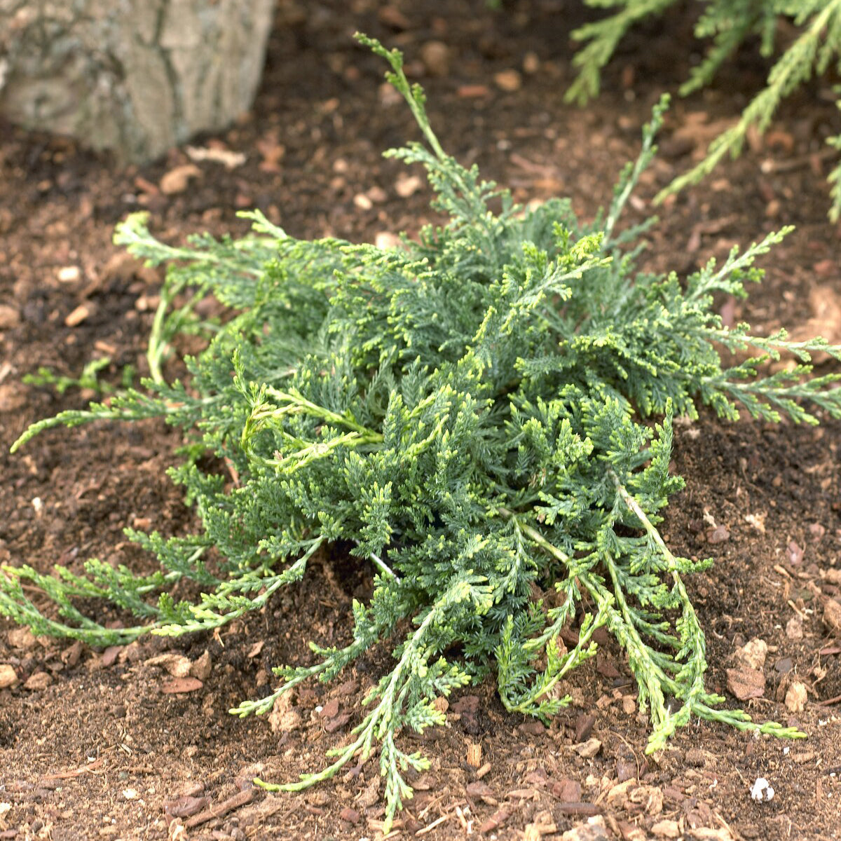Bakker Genévrier rampant Wiltonii couvre-sol pot Ø9cm bleu