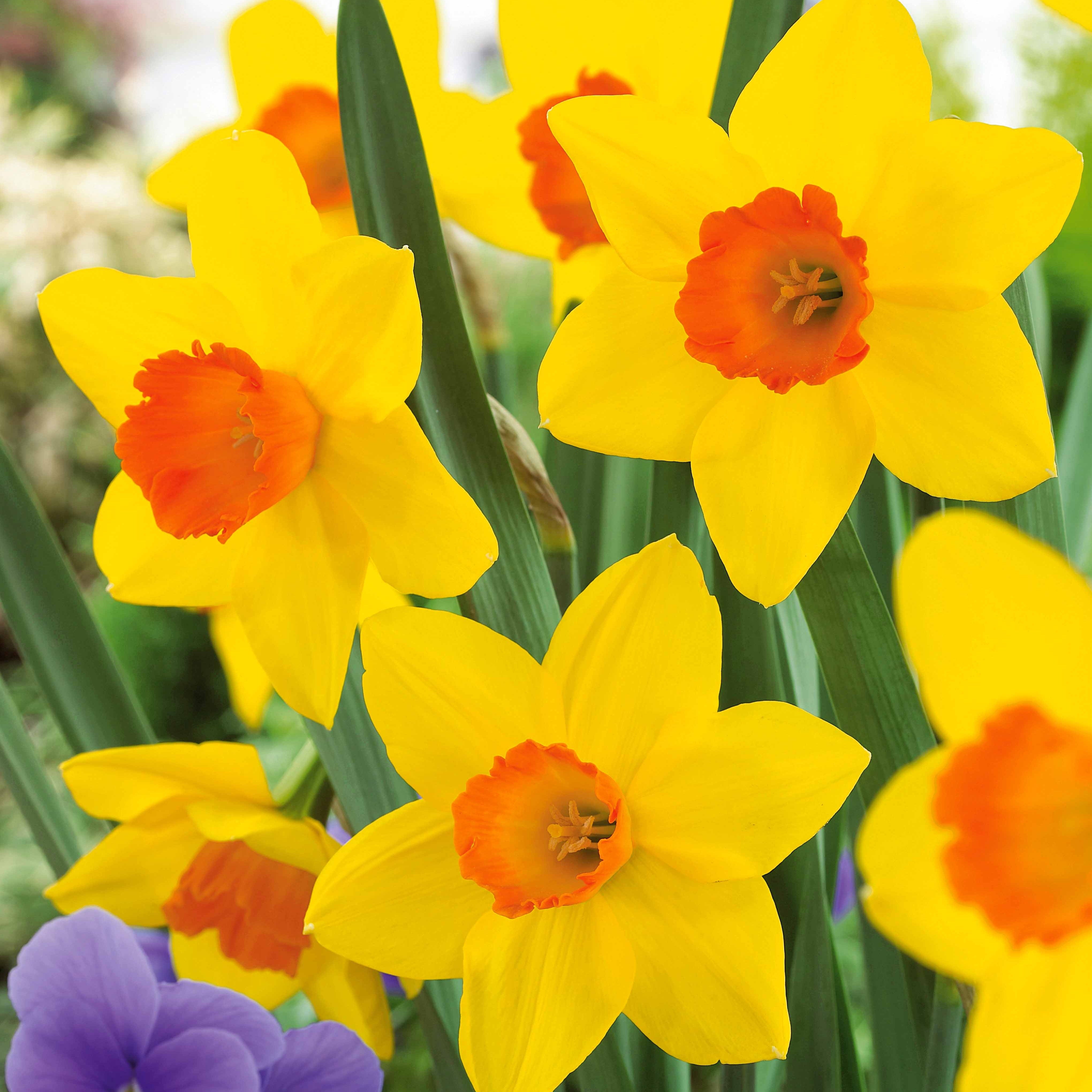Bakker Fortune narcisses bulbes jaunes lot 10 bulbes