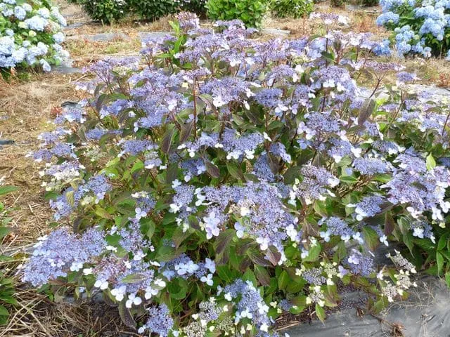 Les Hortensias du Haut Bois Kuro Hime hortensia serrata godet
