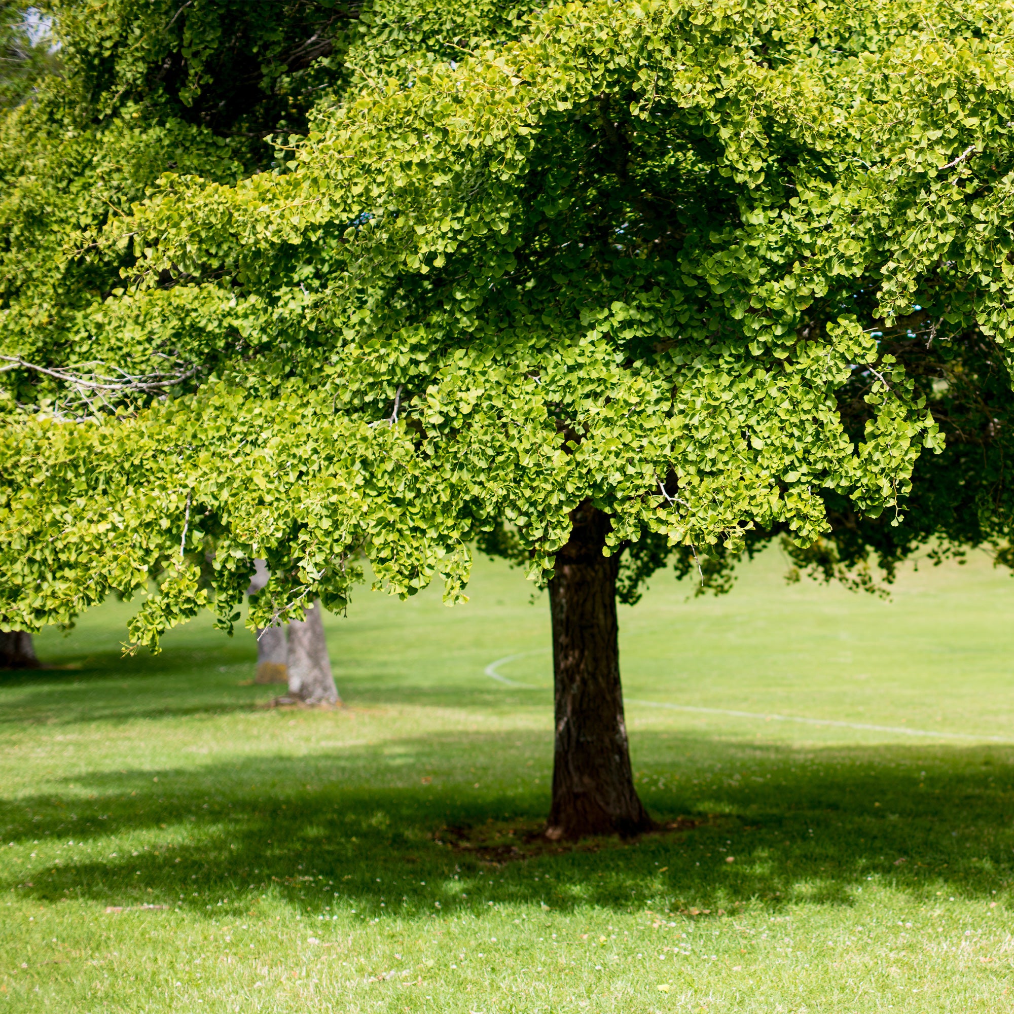 Bakker Ginkgo biloba arbre pot 3L 80-100cm jaune