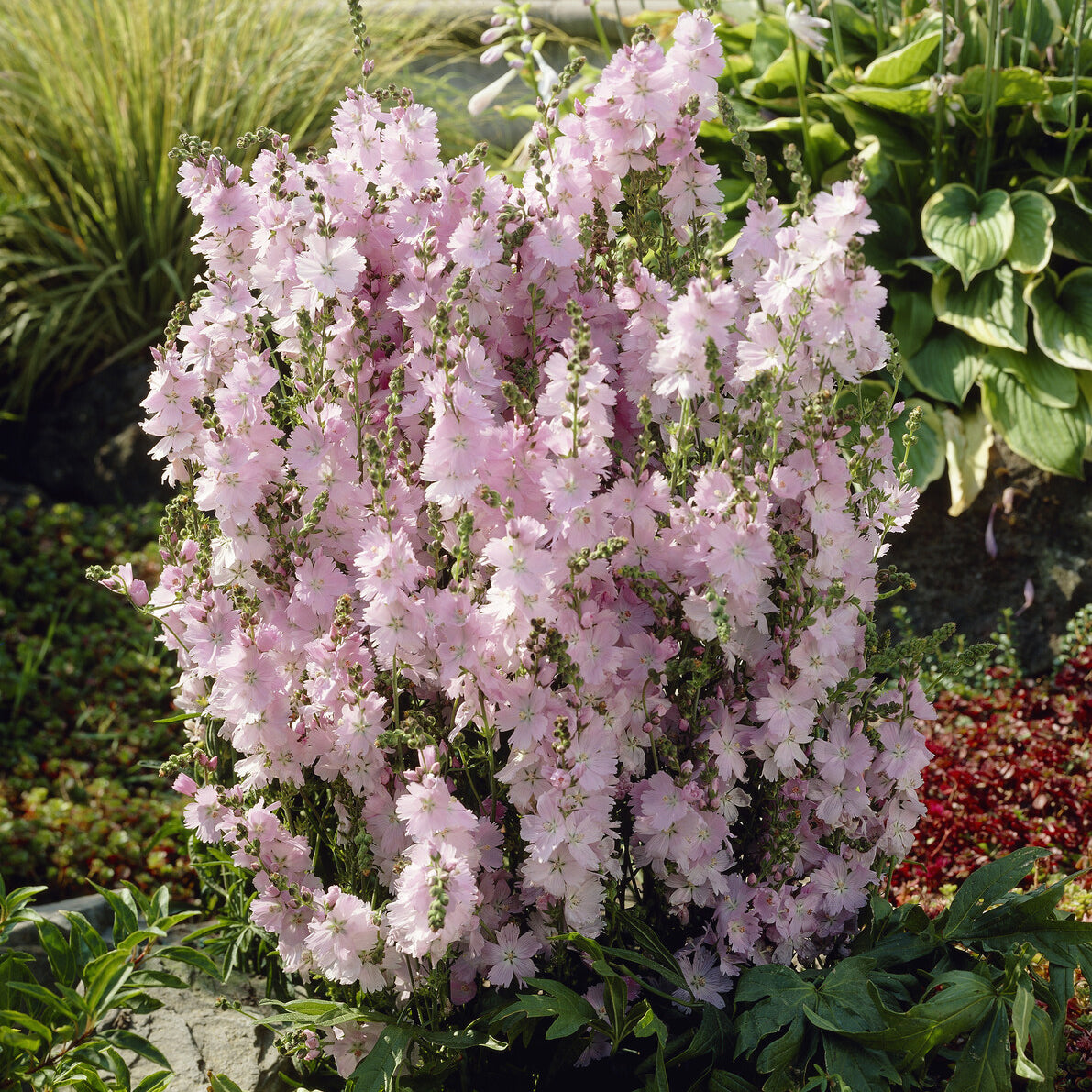 Bakker Sidalcea Elsie Heugh vivace pot 9cm rose