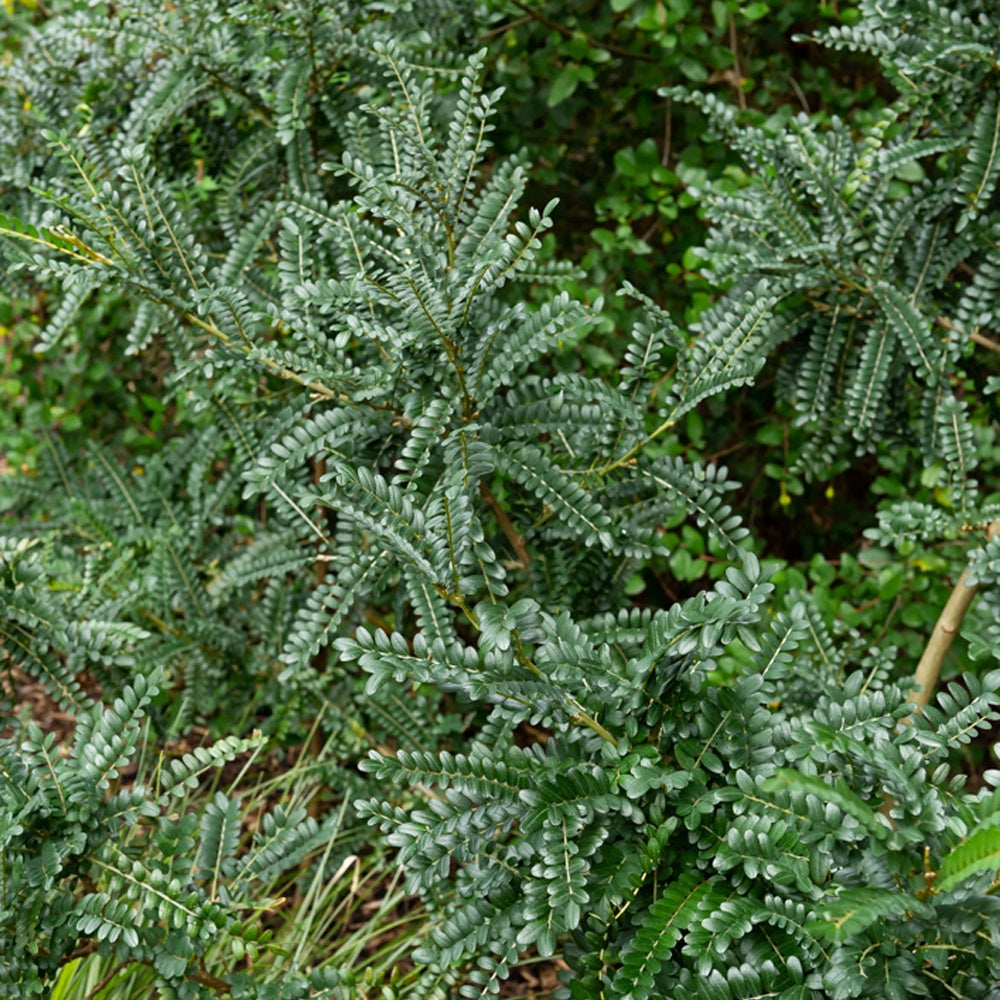 Bakker Sophora Sun King arbuste pot 3L fleurs jaunes hiver