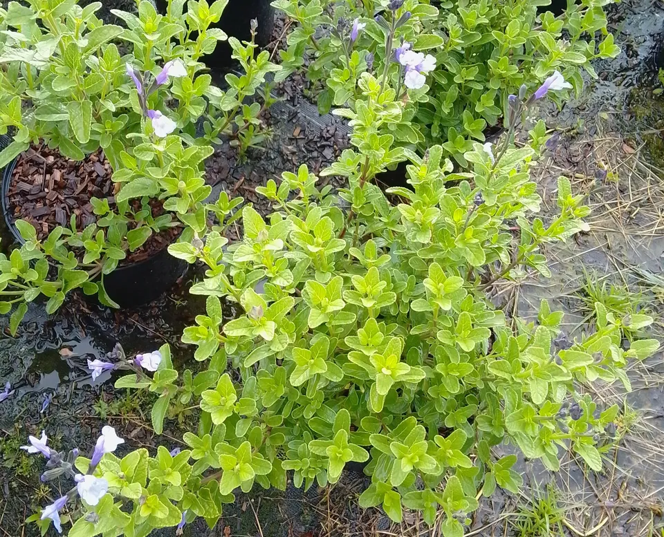 Pépinières Ripoche Salvia So Cool Pale Blue vivace bleue