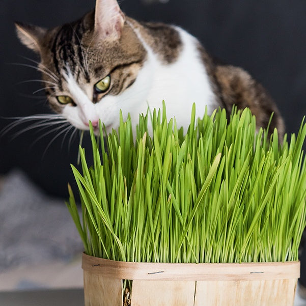 Bakker Herbe à chat orge sachet graines 30g